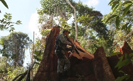 Un ufficiale di polizia ispeziona un albero abbattuto illegalmente nella foresta amazzonica nel Parco Nazionale Jamanxim vicino alla città di Novo Progresso, Stato di Parà. Fotografia: NACHO DOCE / REUTERS